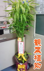 お祝い観葉植物